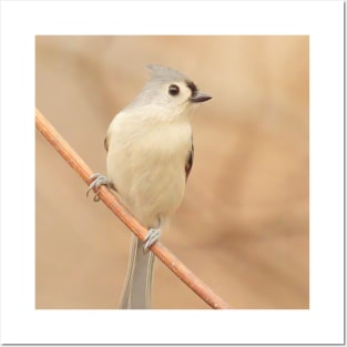 Tufted Titmouse with soft out of focus background Posters and Art